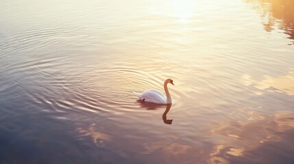 Fototapeta premium A graceful swan gliding across a crystal-clear lake, reflecting the soft, golden light of the setting sun, with gentle ripples creating a peaceful, serene atmosphere.