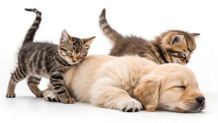 Golden Retriever Puppy Sleeping with Kittens Three Adorable Pets, Close-up, White Background, Animal Friends, Cute ,pets,animals