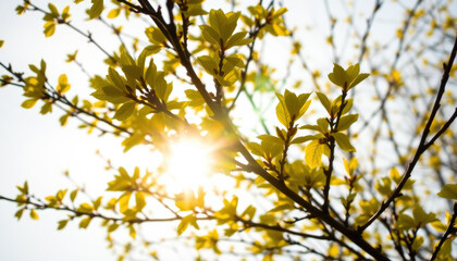 Bright sunbeams shine through delicate green leaves on tree branches, symbolizing spring's arrival.