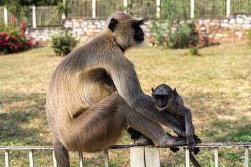 Obraz premium India. Rajasthan. Chittorgarth. Monkey at Chittor Fort. A mother and her baby