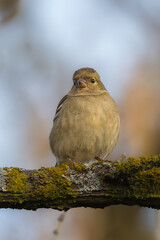 Eurasian Chaffinch perched on a tree branch in the morning light