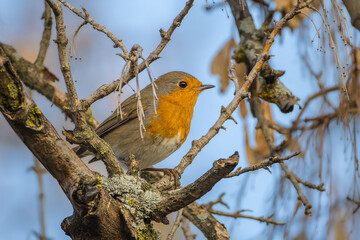 European Robin perched on a tree branch in the morning light