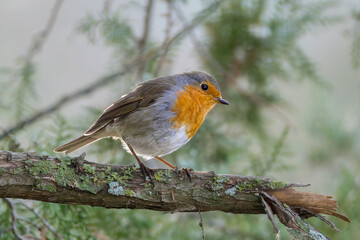 European Robin perched on a tree branch in the morning light