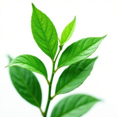 Delicate green leaf isolated on white background, foliage, white background
