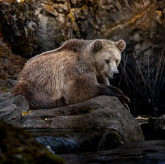 Grizzly Bear Resting On Rock
