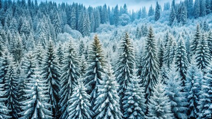 Obraz premium Dense Coniferous forest with tall trees and snow-covered branches on a transparent background , woodland, treescape