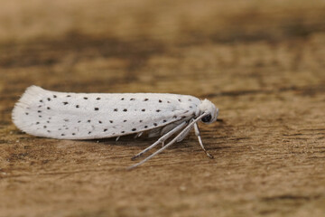 Closeup on a black and white moth bird-cherry ermine micro moth, Yponomeuta evonymella
