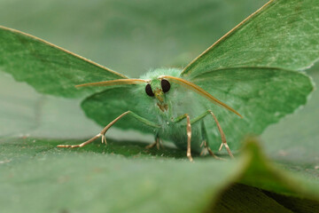 Facial closeup on a Large emerald geometer moth, Geometra papilionaria with open wings