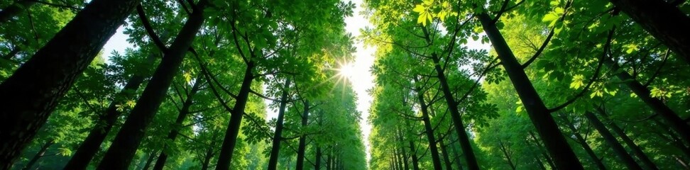 Obraz premium Dense forest canopy with tall trees, green, wood
