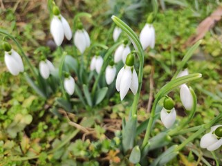 Bunch of Snowdrop flowers