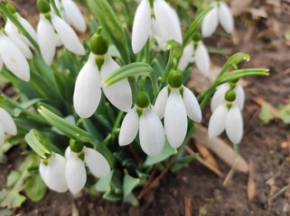 Bunch of Snowdrop flowers, closeup