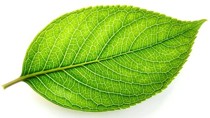 Single Green Leaf, Veins, Nature, Botany, Chlorophyll, Plant, Ecology, Biology, Photography, White B