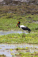 Saddle billed stork or saddlebill (Ephippiorhynchus senegalensis) in Tarangire National Park in Tanzania East Africa