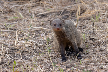 Banded mongoose (Mungos mungo) walking in field in Tarangire National Park in Tanzania East Africa
