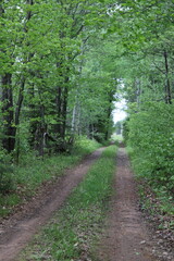 Path in a State Park in autumn/fall in northern Minnesota. 