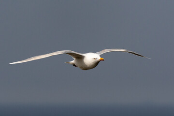 Mouette tridactyle,.Rissa tridactyla, Black legged Kittiwake