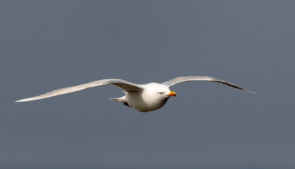 Obraz premium Mouette tridactyle,.Rissa tridactyla, Black legged Kittiwake