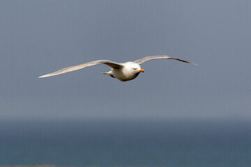 Mouette tridactyle,.Rissa tridactyla, Black legged Kittiwake