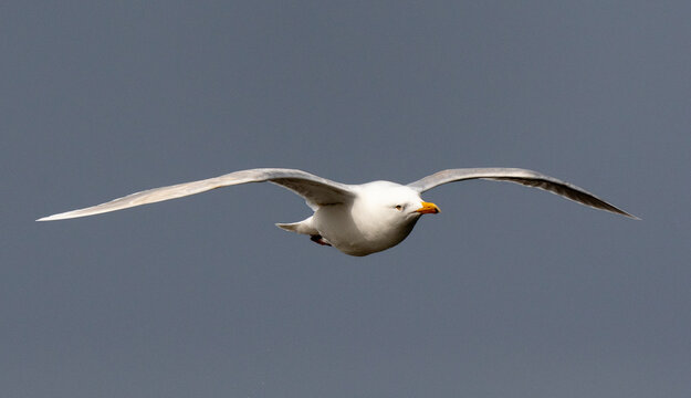 Mouette tridactyle,.Rissa tridactyla, Black legged Kittiwake