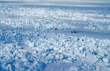 Phoque du Groenland, Pagophilus groenlandicus, Banquise, Ile de la Madeleine, Québec, Canada © JAG IMAGES
