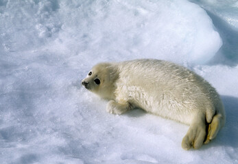Phoque du Groenland, jeune, Pagophilus groenlandicus, Banquise, Ile de la Madeleine, Quebec, Canada © JAG IMAGES