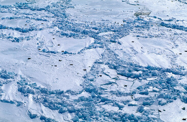 Phoque du Groenland, Pagophilus groenlandicus, Banquise, Ile de la Madeleine, Québec, Canada