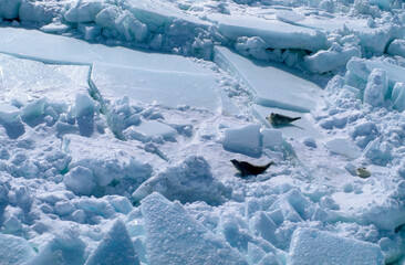 Phoque du Groenland, Pagophilus groenlandicus, Banquise, Ile de la Madeleine, Qu&eacute;bec, Canada