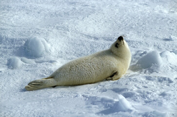 Phoque du Groenland, jeune, Pagophilus groenlandicus, Banquise, Ile de la Madeleine, Quebec, Canada