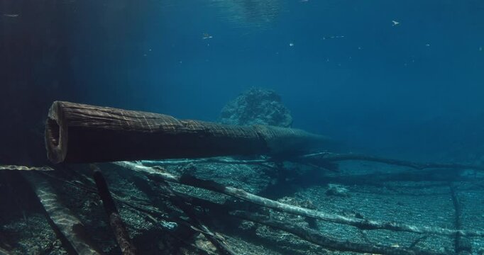 Freediving in blue fresh water lake with sunken wooden logs. Most transparent lake Paisu pok. 