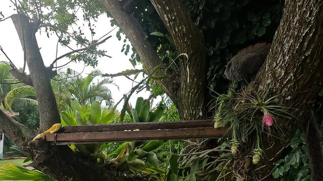 Cute monkeys in nature