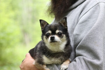Small Pomeranian Chihuahua, black and white being held dog	