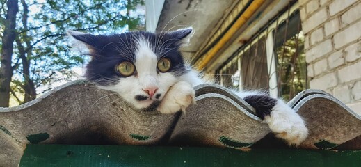 The cat is lying on the slate