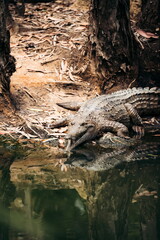 Süßwasserkrokodil