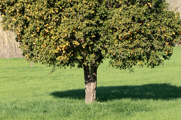 In January, crown of an old Şeker portakal tree (literally Sugar Orange in Turkish), a locally...
