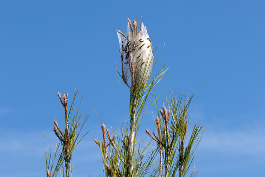 Pine processionary moth (Thaumetopoea pityocampa), is a lepidopteran species that constructs silken nests on pine trees, causing defoliation and ultimately leading to tree mortality.