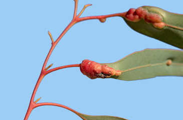 Leaf galls of the Eucalyptus stem gall wasp (Leptocybe invasa)