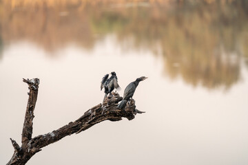 Vogel auf Ast vor See in freier Natur im Ranthambhore Nationalpark in Rajasthan Indien