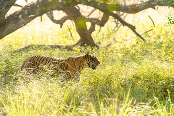 Tiger im hohen graß zwischen Bäumen in freier Natur im Ranthambhore Nationalpark in Rajasthan...