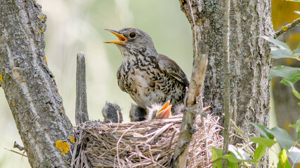 bird in nest