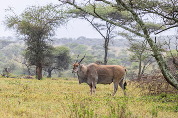 Obraz premium Common eland (Taurotragus oryx) also known as the southern eland or eland antelope in woodlands in Serengeti in Tanzania, East Africa