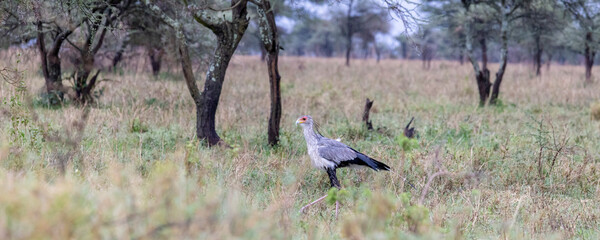 Secretarybird (Sagittarius serpentarius) walking in savannah in Serengeti in Tanzania, East Africa