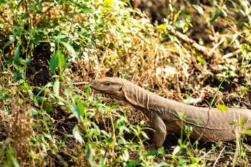 Echse in freier Natur im Ranthambhore Nationalpark in Rajasthan Indien
