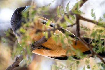 Wanderbaumelster in freier Natur im Ranthambhore Nationalpark in Rajasthan Indien