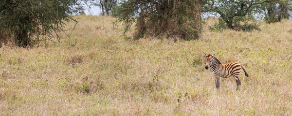Lonley and vulnerable little zebra without mother in grassland in Serengeti in Tanzania, East Africa