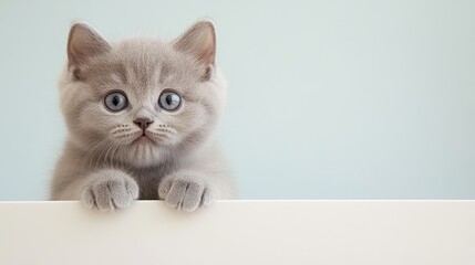 Adorable British Shorthair Kitten with Fluffy Gray Fur on Wooden Table Background 1