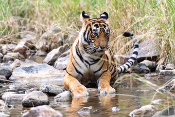 Tiger am Wasser in freier Natur im Ranthambhore Nationalpark in Rajasthan Indien