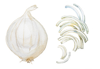Watercolor onion isolated on white. Hand drawn vegetable illustration. Menu or cook book cover clipart.