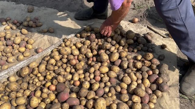 the hands of an elderly farmer sorting through potato tubers grown in a garden plot