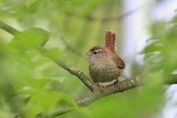 A cute Eurasian wren in the nature habitat. (Troglodytes troglodytes). Very small bird. Wildlife scene from czech nature.