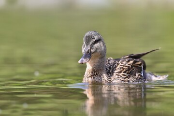 A female mallard swims on the pond. Portrait of a wild duck in the nature habitat. Anas platyrhynchos